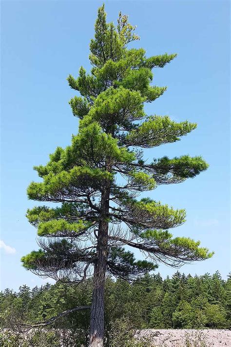 pinatreel|Pine Trees .
